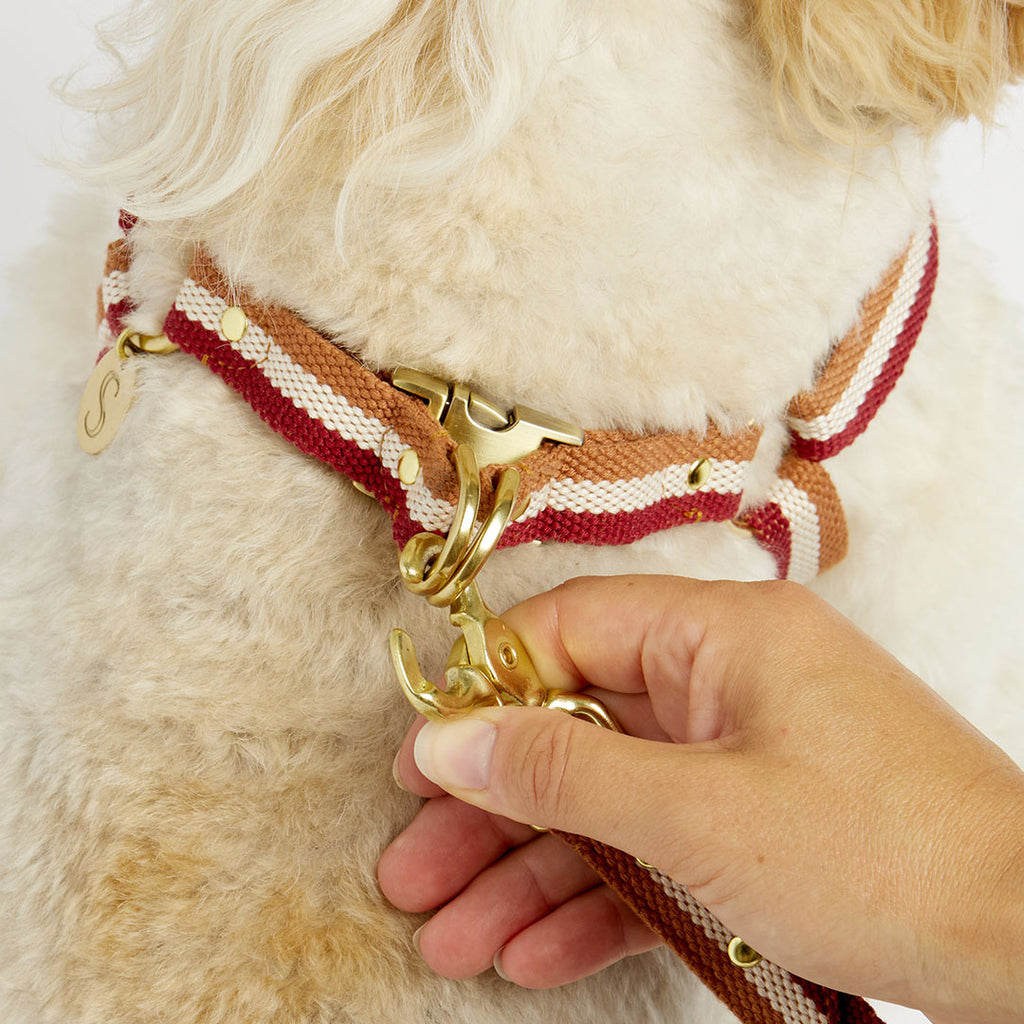 Louis Vuitton Baxter Dog Collar. Present for my pom.